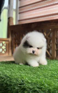 کارگر اتباع کار در سگ داری