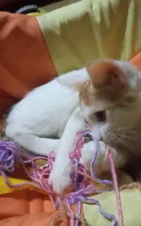 بچه گربه سه ماهه.