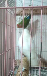 کوتوله برزیلی