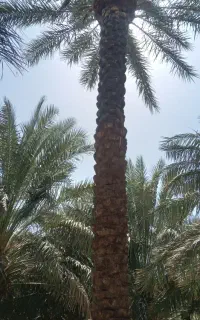 درخت گرازی و درخت بندی انجام میشود..و بودهی