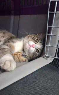 توله گربه کالیگوی