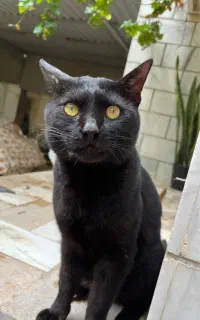 گربه نر خانگی جهت واگذاری