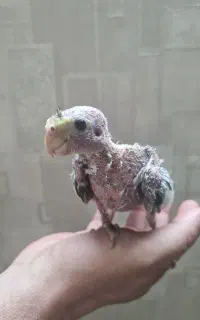 ۱۰ پرنده عروس با هم کاملا سالم