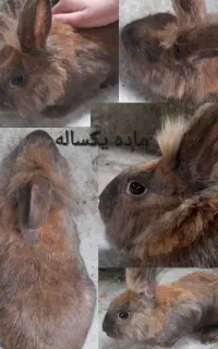 خرگوش نر وماده حامله