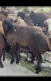 نیازمند چوپان