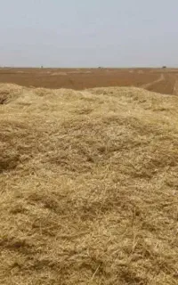 فروش کاه