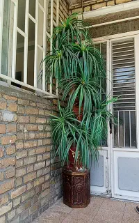 درخت مصنوعی نخل