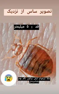 سمپاشی ساس کنه سم پاشی مطمئن