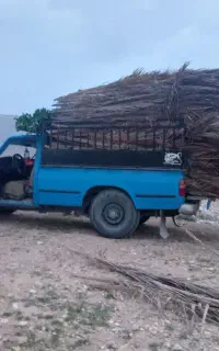 برگ نخل