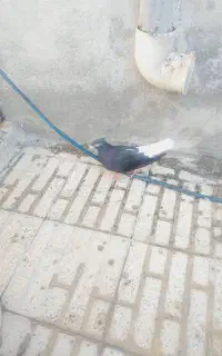 زاغ دمسفید ماده