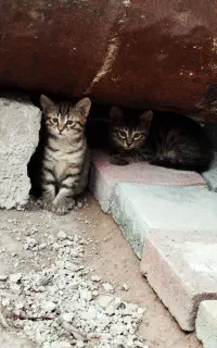 گربه