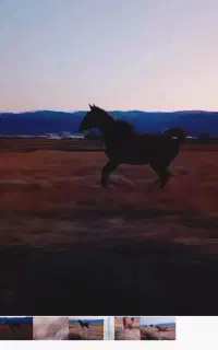 فروش اسب دره‌شوری دم گیر