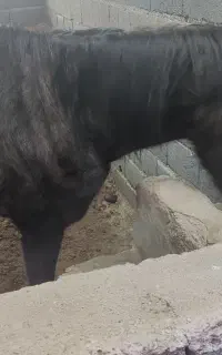 اسب مادیون ترکمن