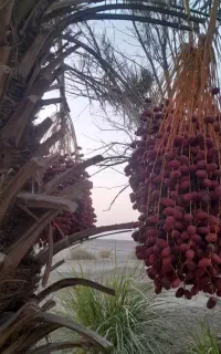 فروش انواع خرما روی درخت ربی . زاهدی.مضافتی