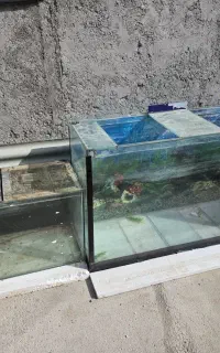 آکواریوم ماهی