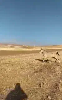 مادیون دره شور