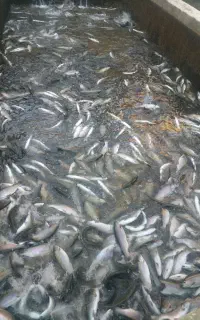 فروش ماهی قزل آلا