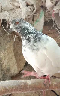 کبوتر پرشی