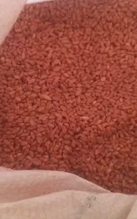 گندم