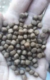 غذای ماهی