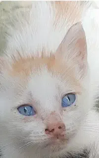 واگذاری رایگان گربه