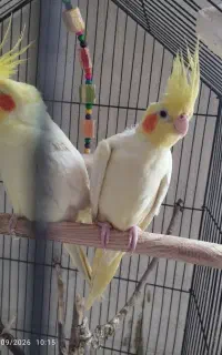 عروس هلندی
