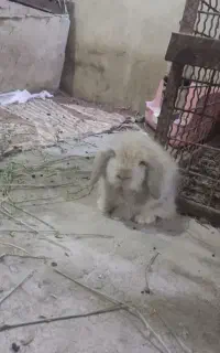 خرگوش لوپ