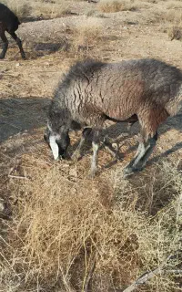 بره قوچ یک ساله چینی