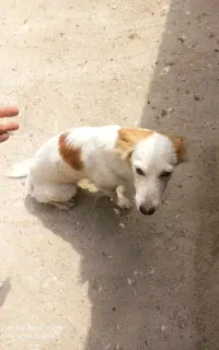 سگ پاکوتاه
