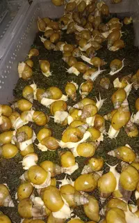 حلزون رایگان