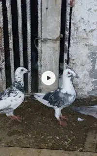 مسافتی و رنگی بشرط مدرک