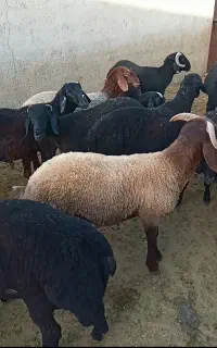 بره نر چاق