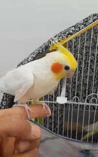 فرش طرح لوتینو