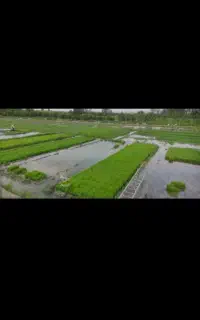 فروش بذر(تیم) سبدی هاشمی