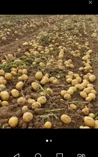 سیب زمینی خوش طعم