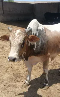 گوساله