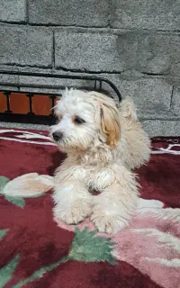 سگ پاکوتا فروشی