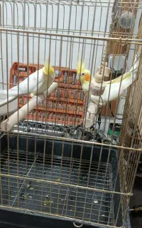 عروس هلندی