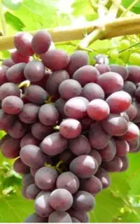انگور کندری زود رس هسته دار