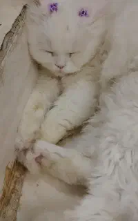 گربه نر پرشین