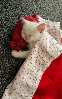 بچه گربه بیریتش