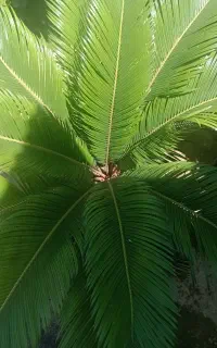 سیکاس جوان