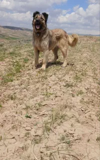 ماده سرابی