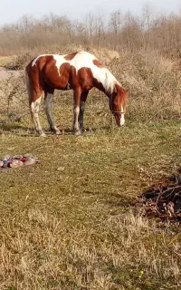 اسب ابلغ نریان جوان سالم