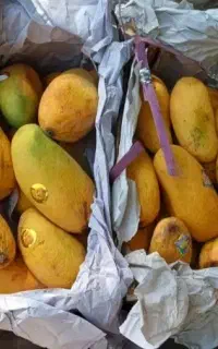 حراج انبه صندوقی درجه یک صندوقی ۲۵۰۰