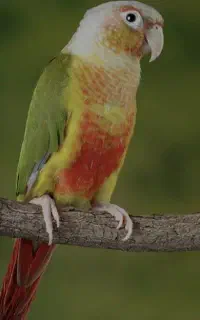 گرینچیک نر