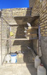 قفسه آهنی کفتر، پرنده