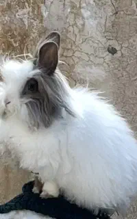 خرگوش نژاددار