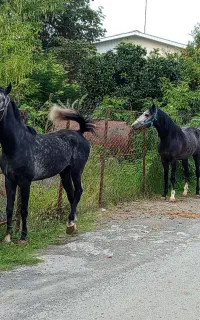 دوتا اسب نریون فروشی