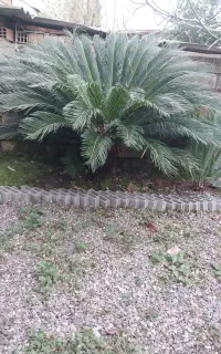 سیکاس ۵ ساله تا ۱۰ ساله